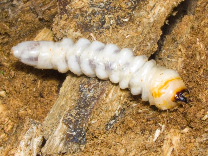 Prionus coriarius (Linnaeus, 1758)